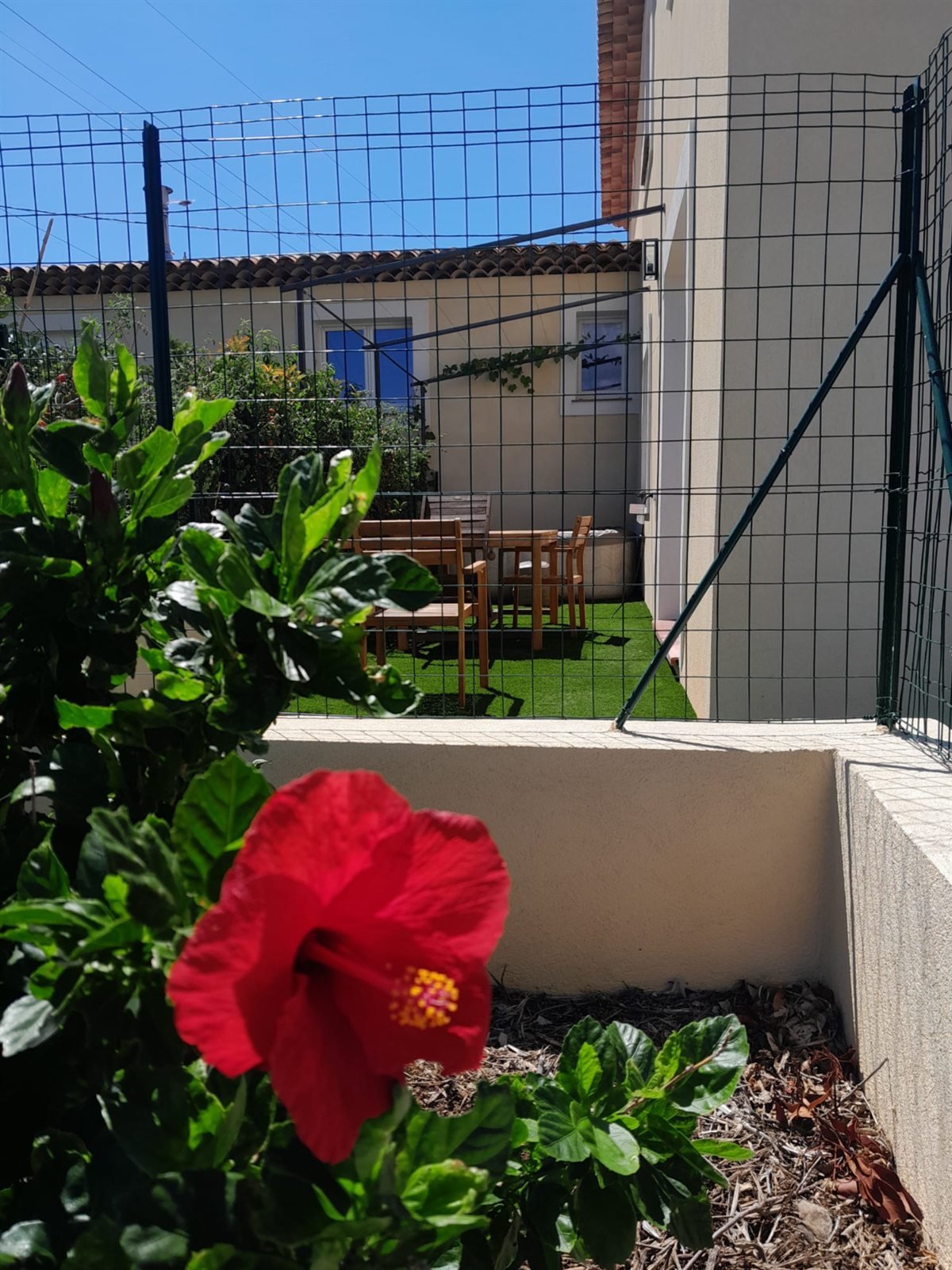 Hibiscus rouge en fleur dans le jardin du gîte
