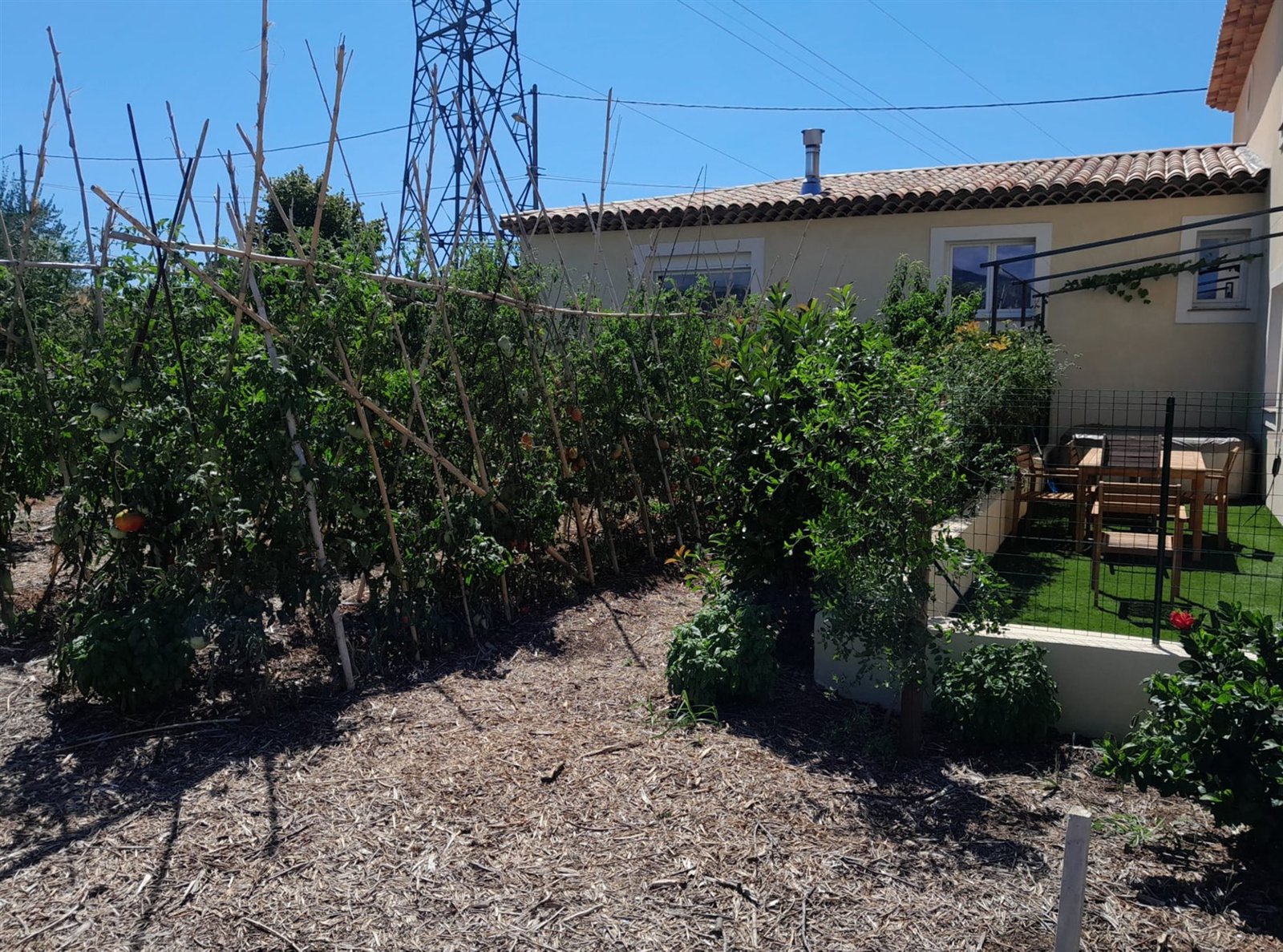 Le potager du gîte et ses rangs de tomates